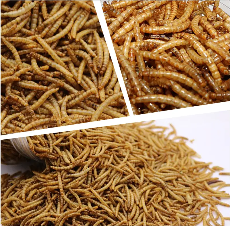 High protein and high quality dried mealworms for bird food feed pet food for Germany market